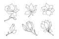 Set of branches of magnolia flowers, linear freehand drawing in black outline on a white background.