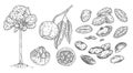 Set Brazil nut. Tree, branch, nuts with shell and unshelled. Vector engraving