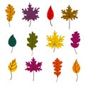 A set of bright autumn leaves. Leaf litter. Maple, oak, and birch leaves isolated on a white background.Vector Royalty Free Stock Photo