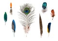 Set of bright bird feathers