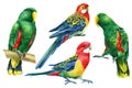 Set with bright birds, parrots on an isolated white background, watercolor botanical painting