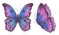 A set of bright blue with pink colors butterflies. Watercolor illustration isolated objects on a white background. For