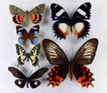Set of bright color tropical butterflies. Lepidoptera