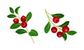 Set of bright cranberry sprigs with fresh red ripe berries vector illustration