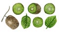 Set of bright green watercolor split kiwi fruits Royalty Free Stock Photo