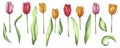 A set of bright marker hand drawn tulips. Flower illustration for the design of sites, posts, publications, paper