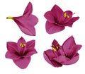 Set bright pink Gippeastrum. Flowers on a white isolated background with clipping path. Closeup. no shadows. For design.