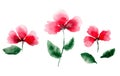 Set of bright red watercolor poppies flowers Royalty Free Stock Photo