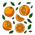 Set with bright sunny oranges. Vector stylized illustration isolated on a white background. Royalty Free Stock Photo