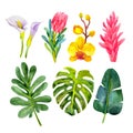 Set of bright tropical watercolor flowers and leaves isolated on white background. Royalty Free Stock Photo
