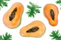 Set of bright watercolor papaya illustration