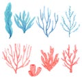 Set of bright watercolor seaweeds and corals