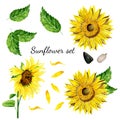 Set of bright yellow sunflower, leaves, seeds, petals isolated on white background. Watercolor gouache hand drawn illustrations in Royalty Free Stock Photo