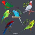 Set of brightly colored parrots on branches and in grass