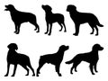 Set of Brittany dog silhouette vector art