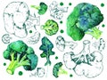 Set of broccoli cabbage in different views. Hand drawn watercolor and outline graphic illustration