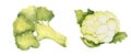 Set of broccoli and cauliflower cabbage. Watercolor hand drawn illustration in vintage style isolated on a white Royalty Free Stock Photo