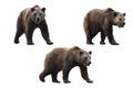 Set of brown bear over white background.