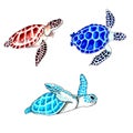 Set of brown, blue and aqua color sea turtles. Royalty Free Stock Photo