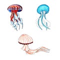 Set of brown, blue, red and aqua color jellyfishes.