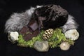 A set of 24 brown leather Norse runes in a bag on a background of fur, moss, stones and a candle.