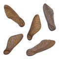 Bbrown maple seeds isolated on white. Vector Royalty Free Stock Photo