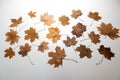 Set of brown orange autumn maple leaves isolated on white Royalty Free Stock Photo