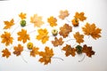 Set of brown orange autumn maple leaves isolated on white Royalty Free Stock Photo