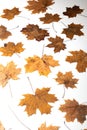 Set of brown orange autumn maple leaves isolated on white Royalty Free Stock Photo