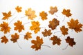 Set of brown orange autumn maple leaves isolated on white Royalty Free Stock Photo