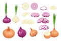 Set of Brown and Purple Onions, Vegetable, Natural Garden Plant, Veggies Culture. Healthy Food, Eco Farm Production
