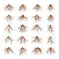 Set of Brown Roots. Vector Illustration.