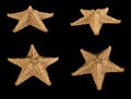 Set of brown starfish isolated on black background. Close-up Royalty Free Stock Photo