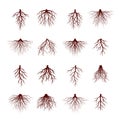 Set of Brown Tree Roots. Vector Illustration Royalty Free Stock Photo