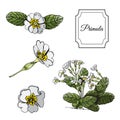 Set of buds and leaves of white primula. Hand drawn colored sketch with sping flowers.