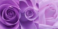Set of Buds of lilac rose close-up.