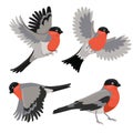 Set of bullfinches isolated on a white background. Vector graphics