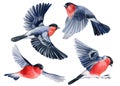 Set of bullfinches on white background, watercolor drawing flying birds. Winter illustration. Bullfinch