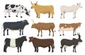 Set of bulls and cows farm animal cattle mammal nature beef agriculture and domestic rural bovine horned cartoon buffalo Royalty Free Stock Photo