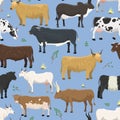 Set of bulls and cows farm animal cattle mammal nature beef agriculture and domestic rural bovine horned cartoon buffalo Royalty Free Stock Photo