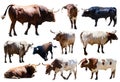 Set of bulls. Isolated over white Royalty Free Stock Photo