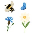 Set bumblebee, butterfly and flowers on white background. Abstract botanical chamomile and cornflower with blue butterfly and