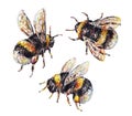 Set of bumblebees on a white background. Watercolor drawing. Insects art. Handwork Royalty Free Stock Photo