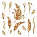 Set of bunch of ears of wheat leaves and grains in watercolor Royalty Free Stock Photo