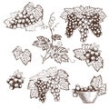 Set of Bunch grapes sketch style vector illustration. Old engraving imitation. Hand drawn