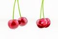 Set of bunches of cherry berries. Juicy red cherries Royalty Free Stock Photo
