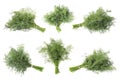 Set with bunches of fresh dill isolated on white Royalty Free Stock Photo