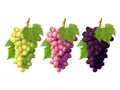 Set of bunches of grapes Royalty Free Stock Photo