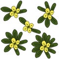 Set of bunches of green leaves with a yellow flower in the center, a simple bright flower of four petals and oval oblong leaves