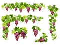 Set of bunches red grapes Royalty Free Stock Photo